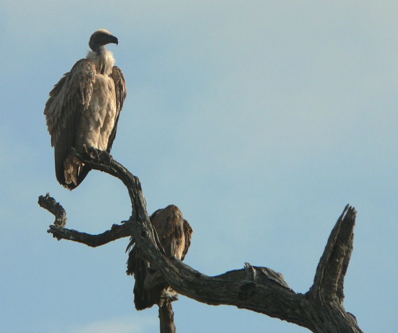 JAR 247_sup.JPG - Supi z detailu.